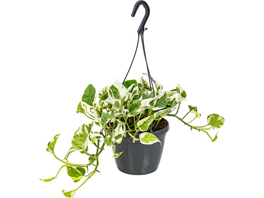 Efeutute 'NJoy' im Hängetopf 25 cm Best Online Offer