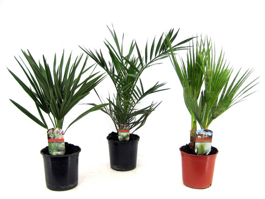 3x Buitenpalm | 50 - 70 cm